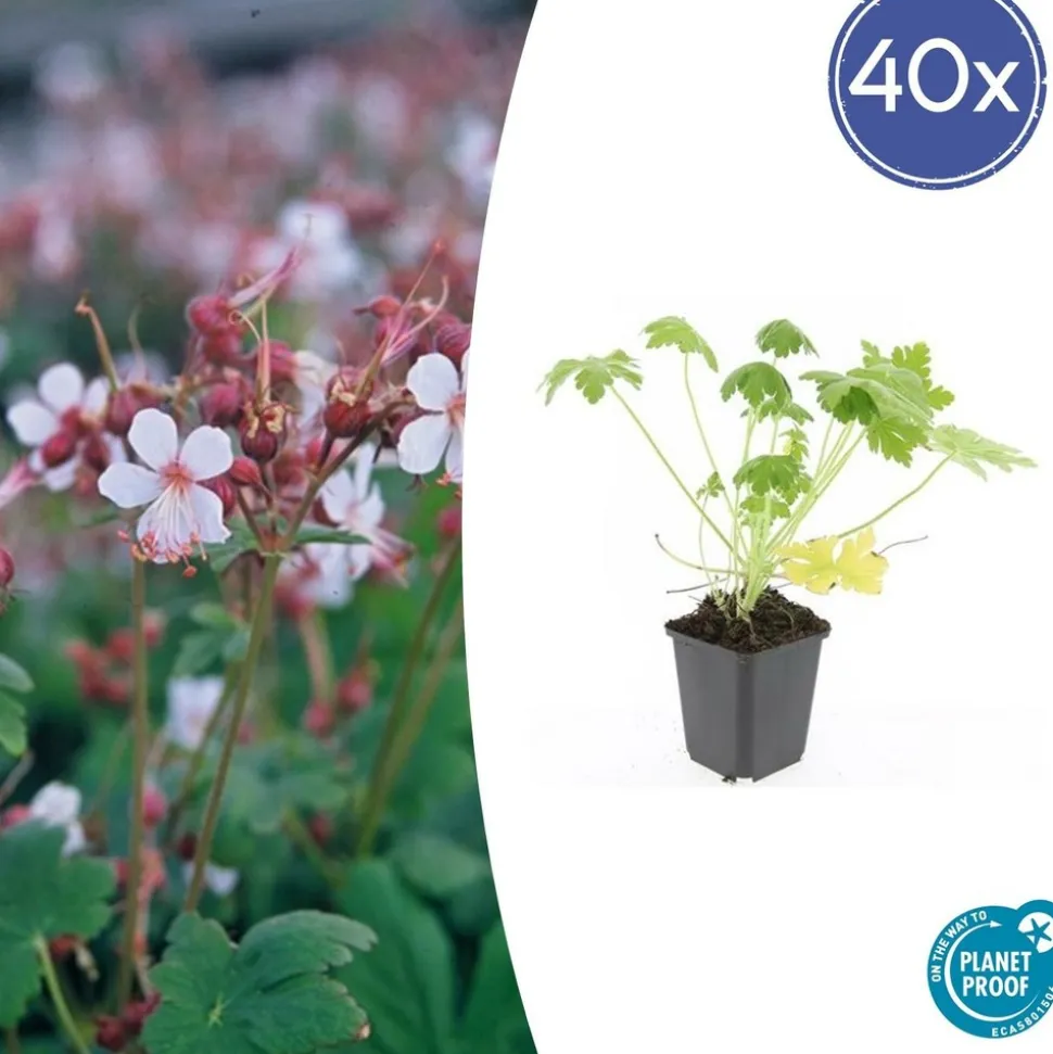 LA GREEN TOUCH - Géranium vivace 'spessart' x40 – entre 2,5 et 3,33m2