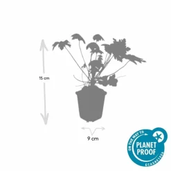 LA GREEN TOUCH - Géranium vivace 'spessart' x40 – entre 2,5 et 3,33m2