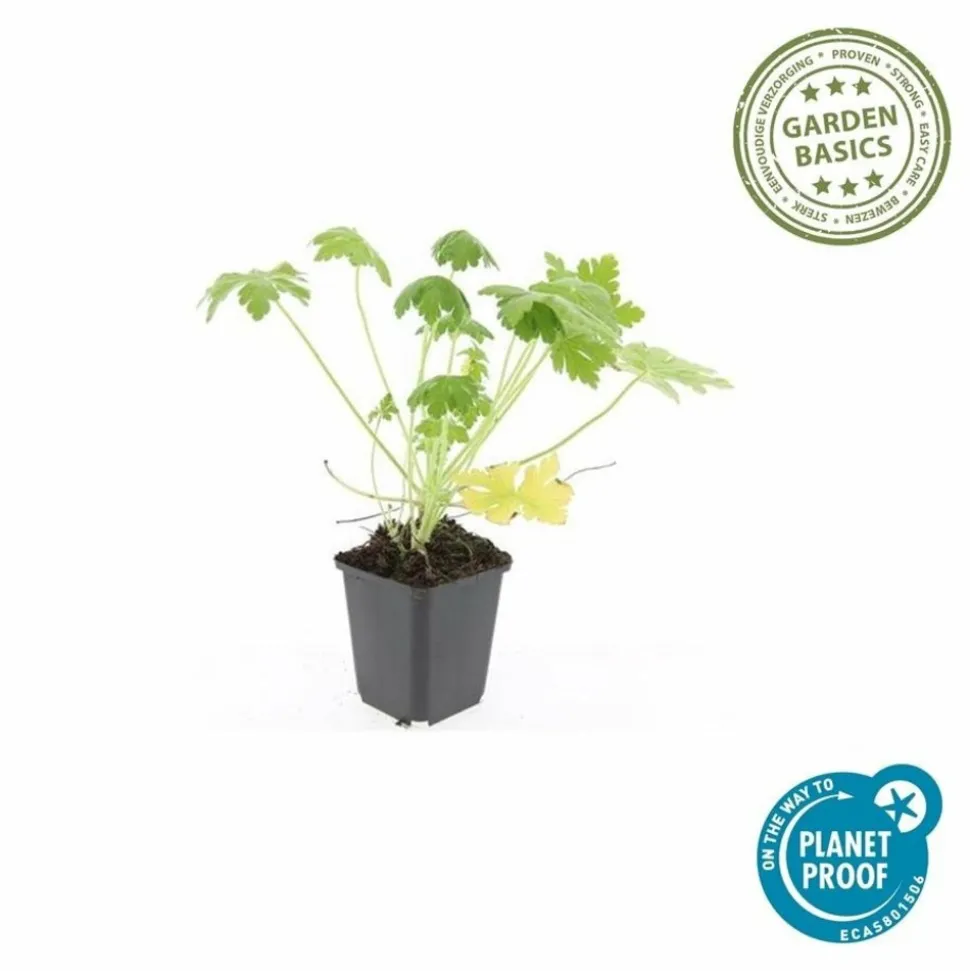 LA GREEN TOUCH - Géranium vivace 'spessart' x40 – entre 2,5 et 3,33m2