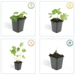 LA GREEN TOUCH - Géranium vivace 'rozanne' x6 – entre 0,38 et 0,5m2