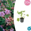 LA GREEN TOUCH - Géranium vivace 'ingwersen's variety' x20 – entre 1,25 et 1,67m2