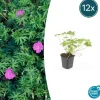LA GREEN TOUCH - Géranium vivace 'tiny monster' x12 – entre 0,75 et 1m2