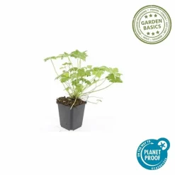 LA GREEN TOUCH - Géranium vivace 'tiny monster' x12 – entre 0,75 et 1m2