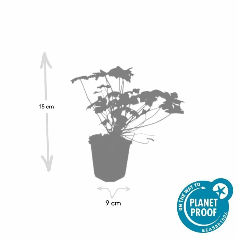 LA GREEN TOUCH - Géranium vivace 'tiny monster' x12 – entre 0,75 et 1m2
