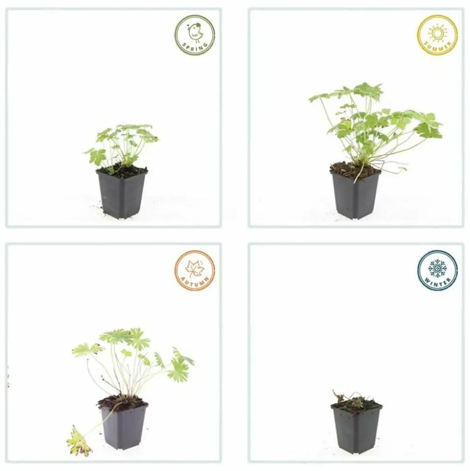 LA GREEN TOUCH - Géranium vivace 'tiny monster' x12 – entre 0,75 et 1m2