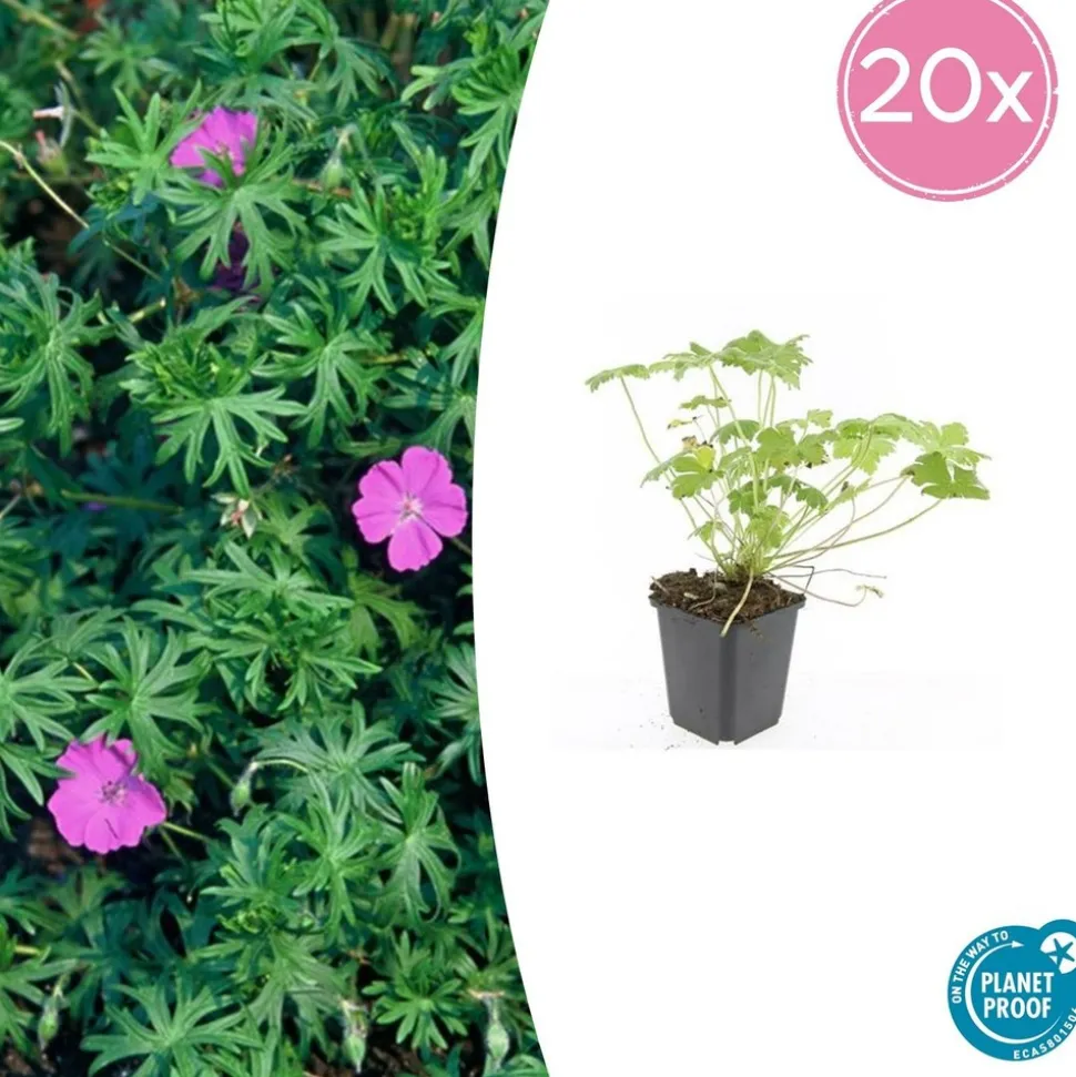 LA GREEN TOUCH - Géranium vivace 'tiny monster' x12 – entre 0,75 et 1m2