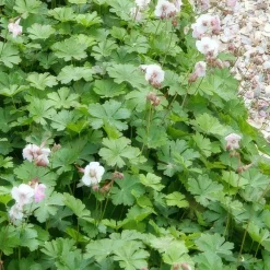LA GREEN TOUCH - Géranium vivace 'biokovo' x6 – entre 0,38 et 0,5m2