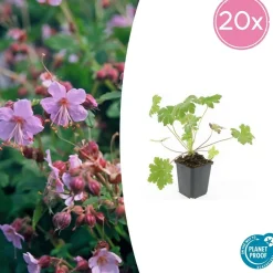 LA GREEN TOUCH - Géranium vivace 'ingwersen's variety' x6 – entre 0,38 et 0,5m2