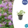 LA GREEN TOUCH - Géranium vivace 'cambridge' x40 – entre 2,5 et 3,33m2