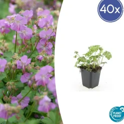 LA GREEN TOUCH - Géranium vivace 'cambridge' x40 – entre 2,5 et 3,33m2