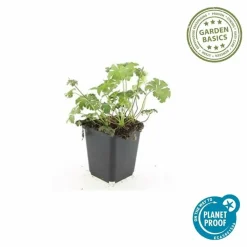 LA GREEN TOUCH - Géranium vivace 'cambridge' x40 – entre 2,5 et 3,33m2