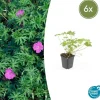 LA GREEN TOUCH - Géranium vivace 'tiny monster' x6 – entre 0,38 et 0,5m2