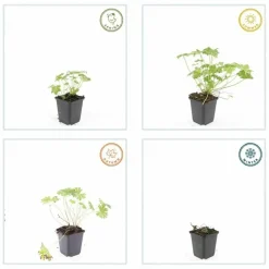 LA GREEN TOUCH - Géranium vivace 'tiny monster' x6 – entre 0,38 et 0,5m2