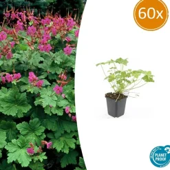 LA GREEN TOUCH - Géranium vivace 'czakor' x60 – entre 3,75 et 5m2