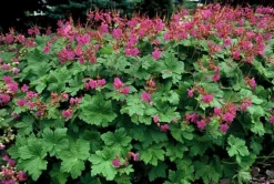LA GREEN TOUCH - Géranium vivace 'czakor' x60 – entre 3,75 et 5m2