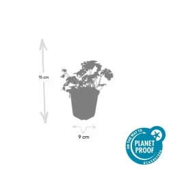 LA GREEN TOUCH - Géranium vivace 'cambridge' x6 – entre 0,38 et 0,5m2