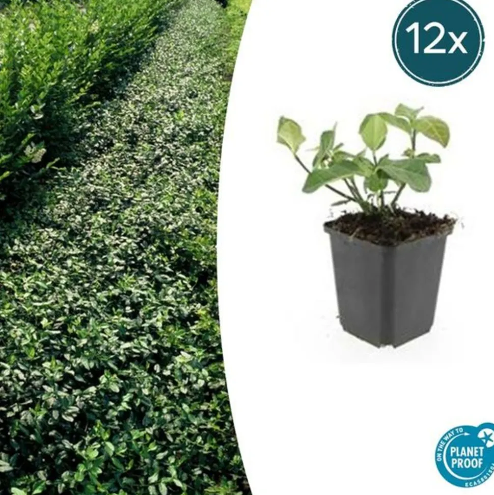 LA GREEN TOUCH - Géranium vivace 'spessart' x20 – entre 1,25 et 1,67m2