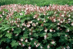 LA GREEN TOUCH - Géranium vivace 'spessart' x20 – entre 1,25 et 1,67m2