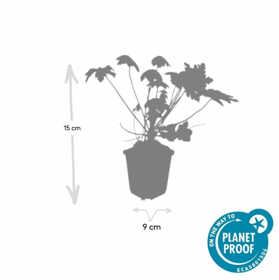 LA GREEN TOUCH - Géranium vivace 'spessart' x20 – entre 1,25 et 1,67m2