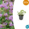 LA GREEN TOUCH - Géranium vivace 'cambridge' x60 – entre 3,75 et 5m2