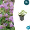 LA GREEN TOUCH - Géranium vivace 'cambridge' x12 – entre 0,75 et 1m2