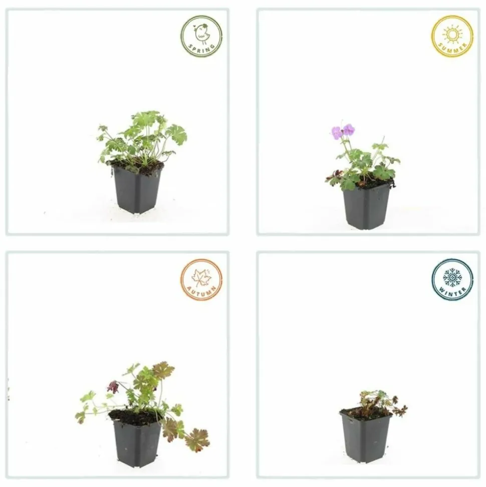 LA GREEN TOUCH - Géranium vivace 'cambridge' x12 – entre 0,75 et 1m2