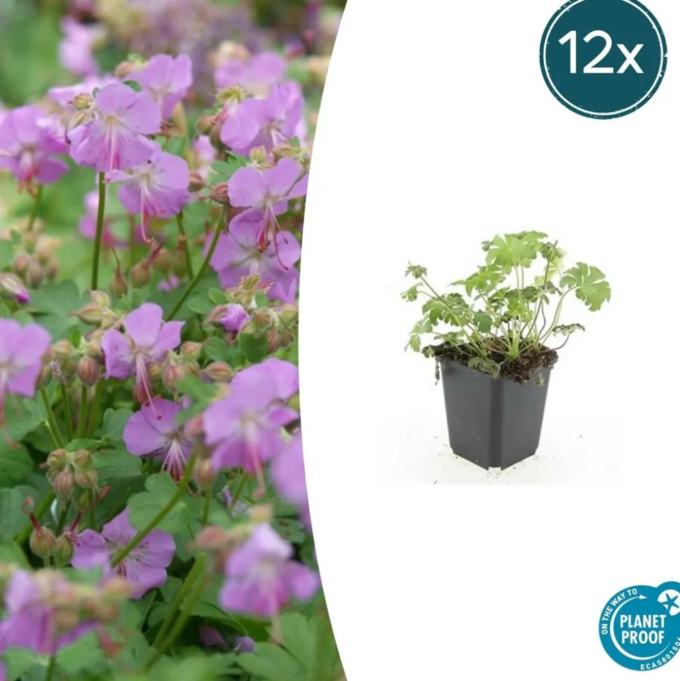 LA GREEN TOUCH - Géranium vivace 'cambridge' x12 – entre 0,75 et 1m2