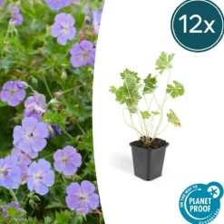 LA GREEN TOUCH - Géranium vivace 'rozanne' x40 – entre 2,5 et 3,33m2