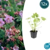 LA GREEN TOUCH - Géranium vivace macrorrhizum x12 – entre 0,75 et 1m2