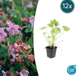 LA GREEN TOUCH - Géranium vivace macrorrhizum x12 – entre 0,75 et 1m2
