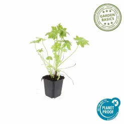 LA GREEN TOUCH - Géranium vivace macrorrhizum x12 – entre 0,75 et 1m2