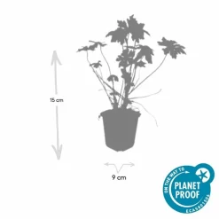 LA GREEN TOUCH - Géranium vivace macrorrhizum x12 – entre 0,75 et 1m2