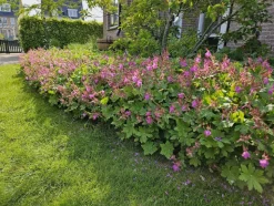 LA GREEN TOUCH - Géranium vivace macrorrhizum x12 – entre 0,75 et 1m2