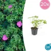 LA GREEN TOUCH - Géranium vivace 'tiny monster' x20 – entre 1,25 et 1,67m2
