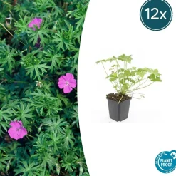 LA GREEN TOUCH - Géranium vivace 'tiny monster' x20 – entre 1,25 et 1,67m2