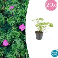 LA GREEN TOUCH - Géranium vivace 'tiny monster' x20 – entre 1,25 et 1,67m2