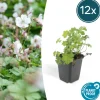 LA GREEN TOUCH - Géranium vivace 'biokovo' x12 – entre 0,75 et 1m2
