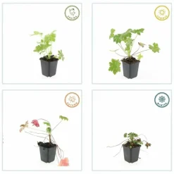 LA GREEN TOUCH - Géranium vivace 'ingwersen's variety' x60 – entre 3,75 et 5m2