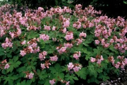 LA GREEN TOUCH - Géranium vivace 'ingwersen's variety' x60 – entre 3,75 et 5m2