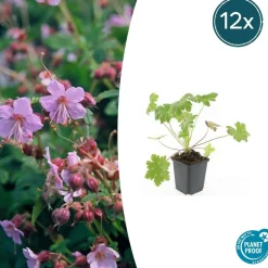 LA GREEN TOUCH - Géranium vivace 'ingwersen's variety' x60 – entre 3,75 et 5m2