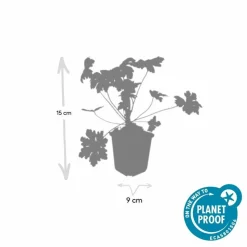 LA GREEN TOUCH - Géranium vivace 'ingwersen's variety' x12 – entre 0,75 et 1m2