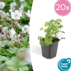LA GREEN TOUCH - Géranium vivace 'biokovo' x20 – entre 1,25 et 1,67m2