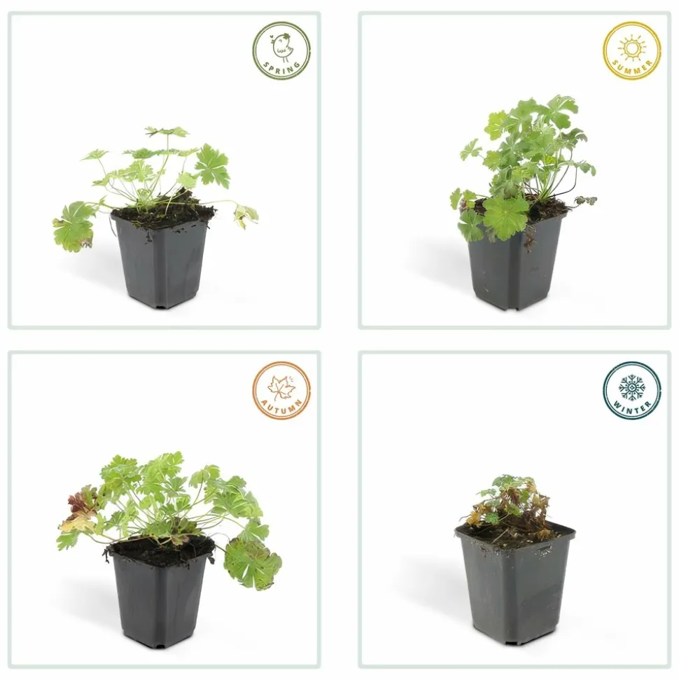 LA GREEN TOUCH - Géranium vivace 'biokovo' x20 – entre 1,25 et 1,67m2