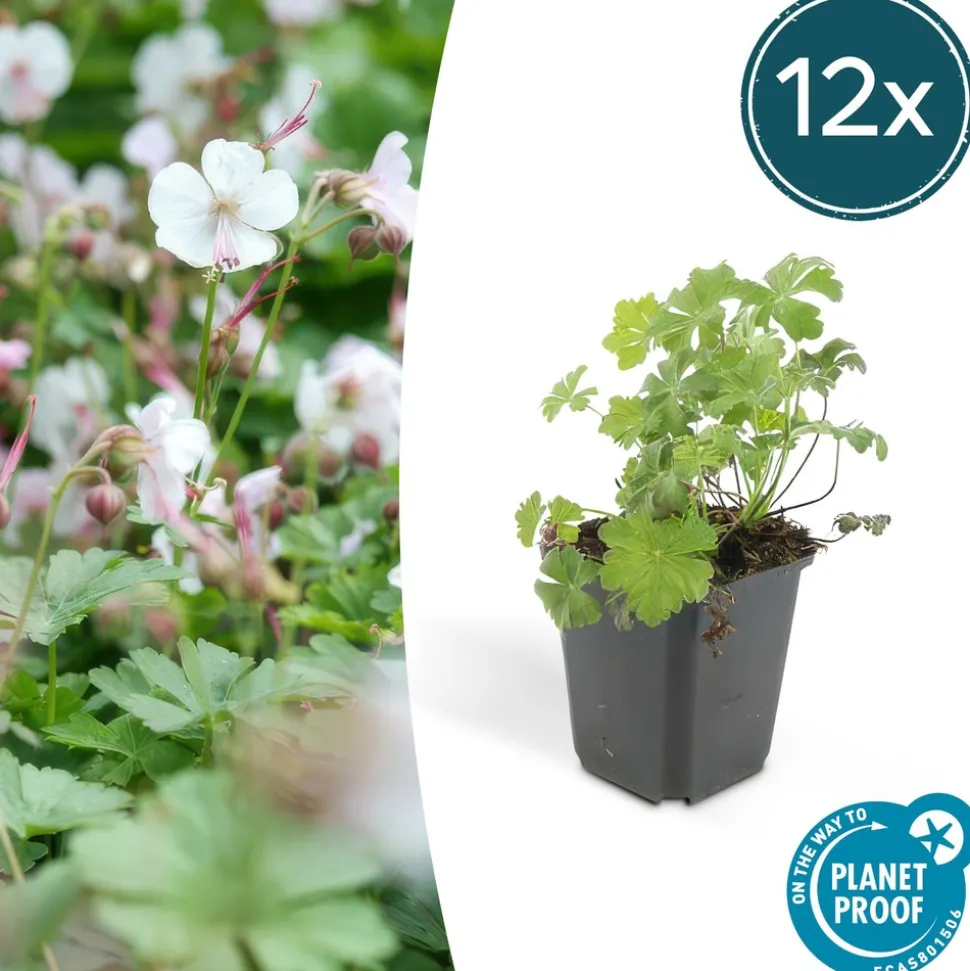LA GREEN TOUCH - Géranium vivace 'biokovo' x20 – entre 1,25 et 1,67m2