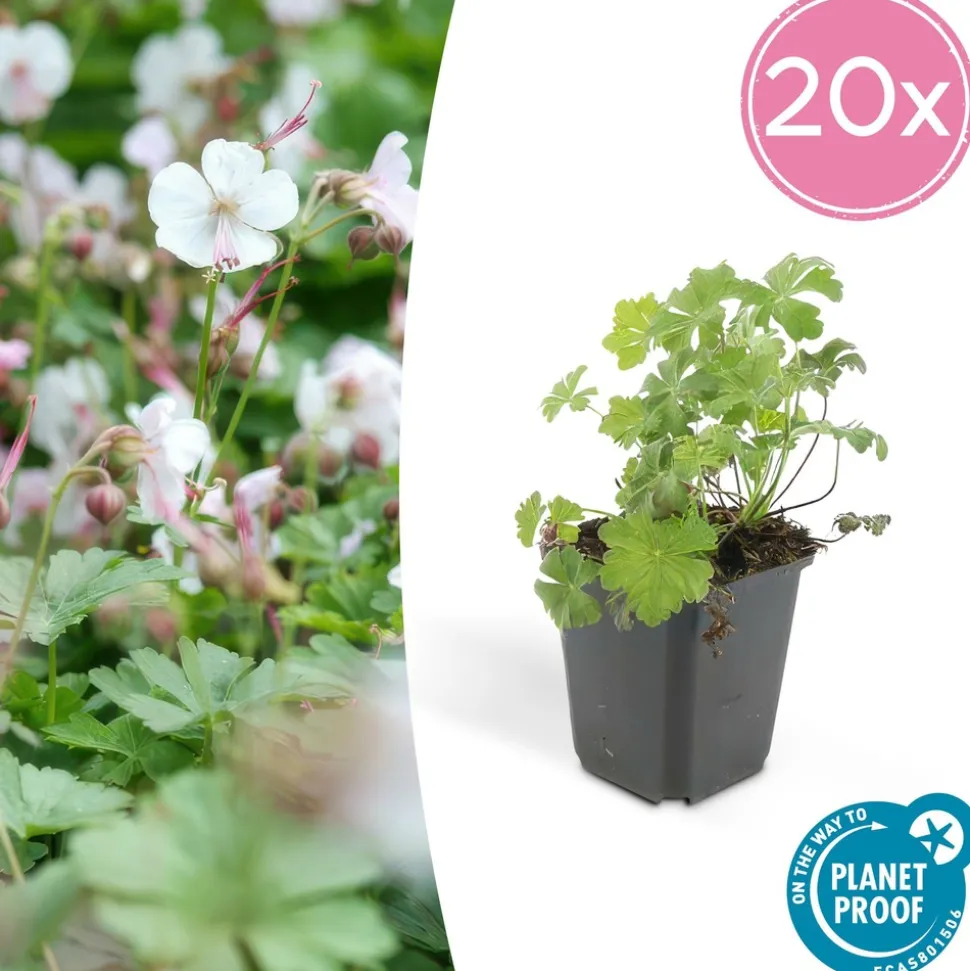 LA GREEN TOUCH - Géranium vivace 'biokovo' x20 – entre 1,25 et 1,67m2