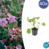 LA GREEN TOUCH - Géranium vivace 'ingwersen's variety' x40 – entre 2,5 et 3,33m2