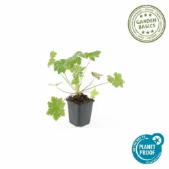 LA GREEN TOUCH - Géranium vivace 'ingwersen's variety' x40 – entre 2,5 et 3,33m2