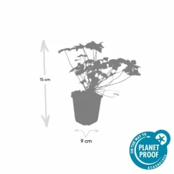 LA GREEN TOUCH - Géranium vivace 'czakor' x40 – entre 2,5 et 3,33m2