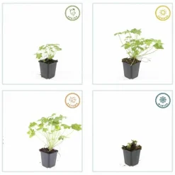 LA GREEN TOUCH - Géranium vivace 'czakor' x40 – entre 2,5 et 3,33m2
