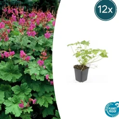 LA GREEN TOUCH - Géranium vivace 'czakor' x40 – entre 2,5 et 3,33m2